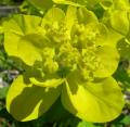 Euphorbia palustris