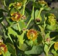 Euphorbia rigida