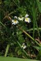 Euphrasia rostkoviana