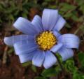 Felicia aethiopica