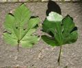 Ficus carica