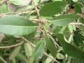Ficus curtipes