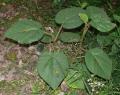 Ficus esquiroliana
