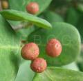 Ficus natalensis