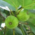 Ficus vallis-choudae