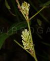 Flemingia mengpengensis