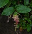 Flemingia strobilifera