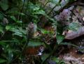 Floscopa scandens