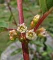 Frangula dodonei