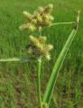 Fuirena umbellata