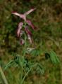 Fumaria muralis