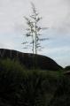 Furcraea foetida