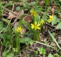 Gagea lutea