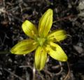 Gagea nevadensis