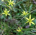 Gagea pratensis