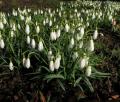 Galanthus nivalis