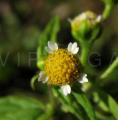 Galinsoga parviflora