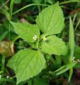 Galinsoga quadriradiata