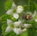 Galium aparine