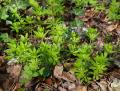 Galium odoratum