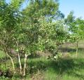 Gardenia ternifolia