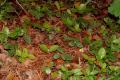 Gaultheria procumbens