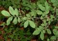 Gaylussacia frondosa