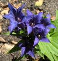 Gentiana asclepiadea