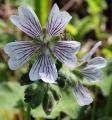 Geranium renardii