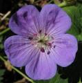 Geranium wallichianum