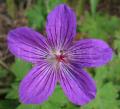 Geranium wlassovianum