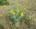 Glaucium flavum