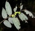 Glochidion wrightii