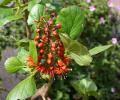 Greyia sutherlandii