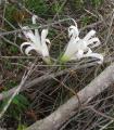 Griffinia gardneriana