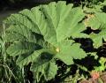 Gunnera manicata