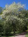 Halesia carolina