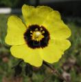 Halimium ocymoides