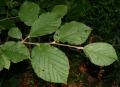 Hamamelis virginiana