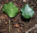 Hedera helix