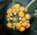 Hedera helix
