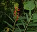 Hedychium coccineum