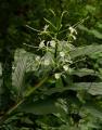 Hedychium simaoense