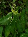 Hedyotis capitellata