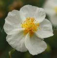 Helianthemum apenninum