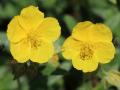 Helianthemum nummularium