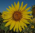 Helianthus annuus