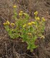 Helichrysum aureum