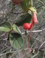 Helicteres baruensis