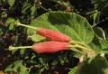 Helicteres heptandra